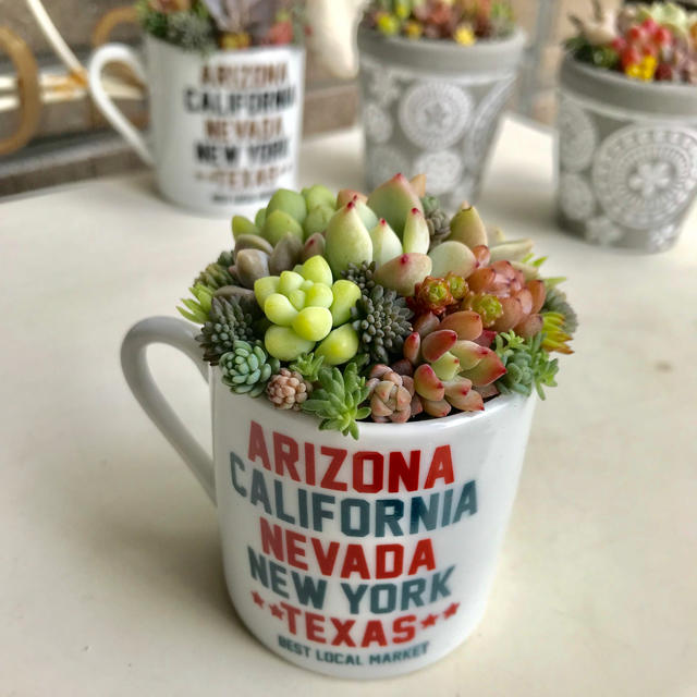 ★★マグカップ寄せ❤️可愛い❤️★寄せ植え★多肉植物★このまま飾れます★★ ハンドメイドのフラワー/ガーデン(その他)の商品写真