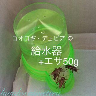 コオロギ・デュビア の給水器+エサ 50g (爬虫類/両生類用品)