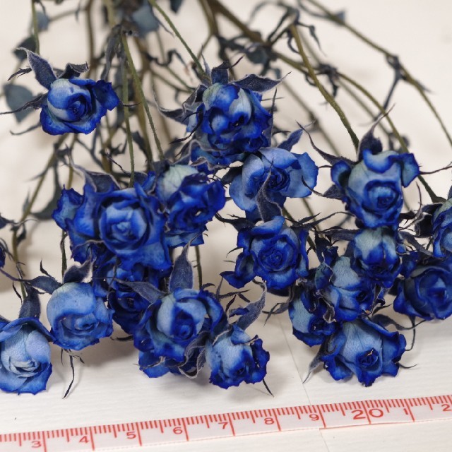 ドライフラワー花材 スプレーバラ 青色の通販 By ゆーなの花ワゴン ラクマ