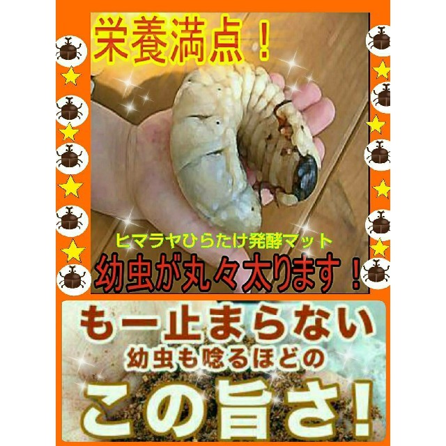 送料無料！80リットル　カブトムシ幼虫の餌！ヒマラヤひらたけ発酵マット　巨大化！