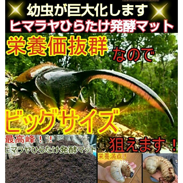 再×14入荷 送料無料!凄いカブトムシ幼虫の餌 ヒマラヤひらたけ発酵