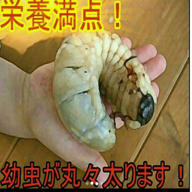 送料無料！カブトムシ幼虫の餌　栄養価抜群なので大きくなります！国産も外国産もOK その他のペット用品(虫類)の商品写真