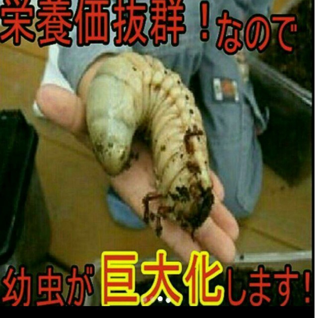 送料無料！カブトムシ幼虫の餌　栄養価抜群なので大きくなります！国産も外国産もOK その他のペット用品(虫類)の商品写真