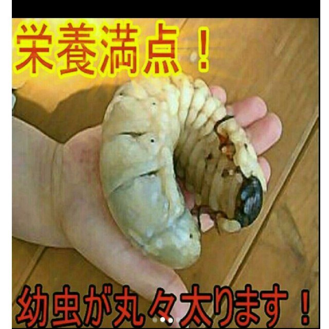 フルオーダー 送料無料!カブトムシ幼虫の餌 栄養価抜群なので大きく
