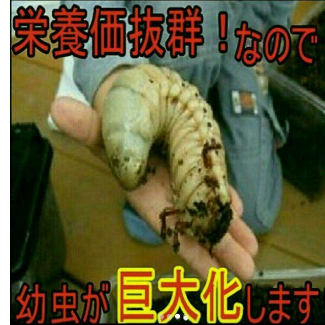 送料無料！カブトムシ幼虫の餌　栄養価抜群なので大きくなります！国産も外国産もOK