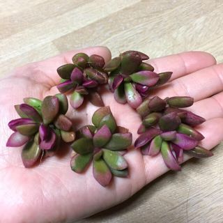 多肉植物 桜吹雪(その他)