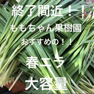 新鮮野菜 無農薬 ハウス栽培の春ニラ 即購入可能！とにかく柔らかい甘い！終了間近(野菜)