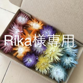 Rika様専用(ドライフラワー)