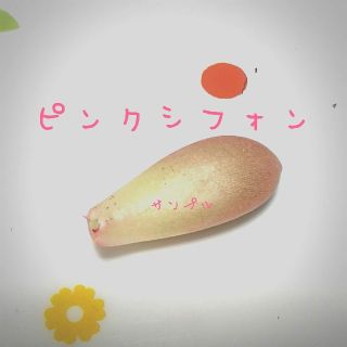 aya様専用♥ピンクシフォン葉挿し2枚♥多肉植物(その他)