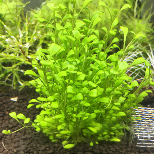 本物 【前景定番】ADA侘び草 20株 グロッソスティッグマ アクアリウム