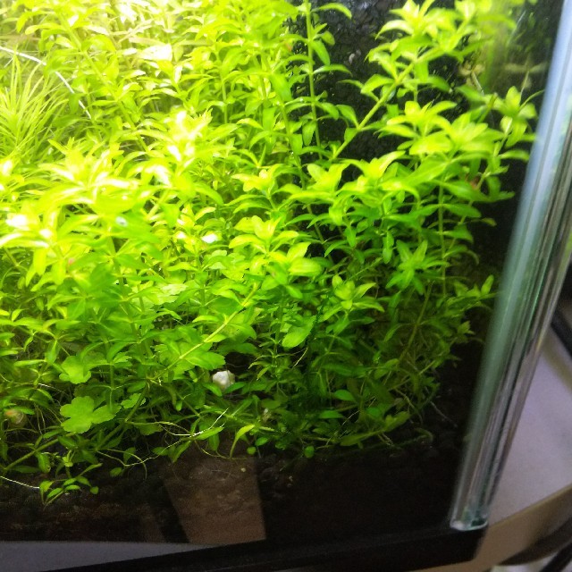 水草セット2種(ロタラインディカ、パールグラス)の通販 by PlatinumFish shop|ラクマ ラッドロココ様専用 水草 12種類セット✕2
