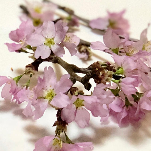 はな様専用  桜 ドライフラワー ⑦ ハンドメイドのフラワー/ガーデン(ドライフラワー)の商品写真
