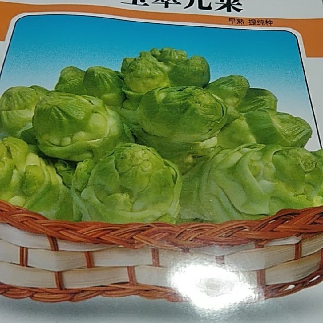 儿菜(人参菜)、ザーサイの仲間　20粒 食品/飲料/酒の食品(野菜)の商品写真