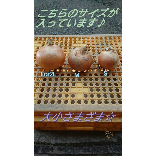 ○H30○上富良野産○玉ねぎ○10kg○ 食品/飲料/酒の食品(野菜)の商品写真