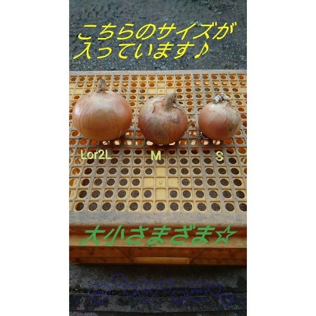 ○H30○上富良野産○玉ねぎ○じゃがいも○男爵○10kg○ 食品/飲料/酒の食品(野菜)の商品写真