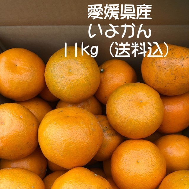 伊予柑11㌔ キズあり 大中小あり 愛媛県産 ご家庭用 11kg 食品/飲料/酒の食品(フルーツ)の商品写真