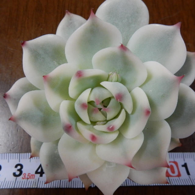 多肉植物 チワワエンシス錦最高の糊斑 多肉植物 チワワエンシス錦最高の糊斑