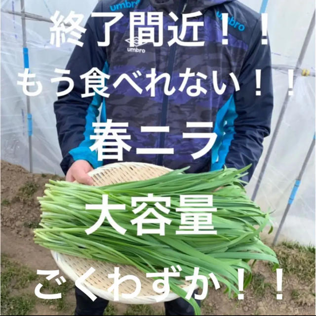 新鮮野菜 無農薬 ハウス栽培の春ニラ 即購入可能！これで終わり！早い者勝ち！！ 食品/飲料/酒の食品(野菜)の商品写真