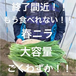 新鮮野菜 無農薬 ハウス栽培の春ニラ 即購入可能！これで終わり！早い者勝ち！！(野菜)