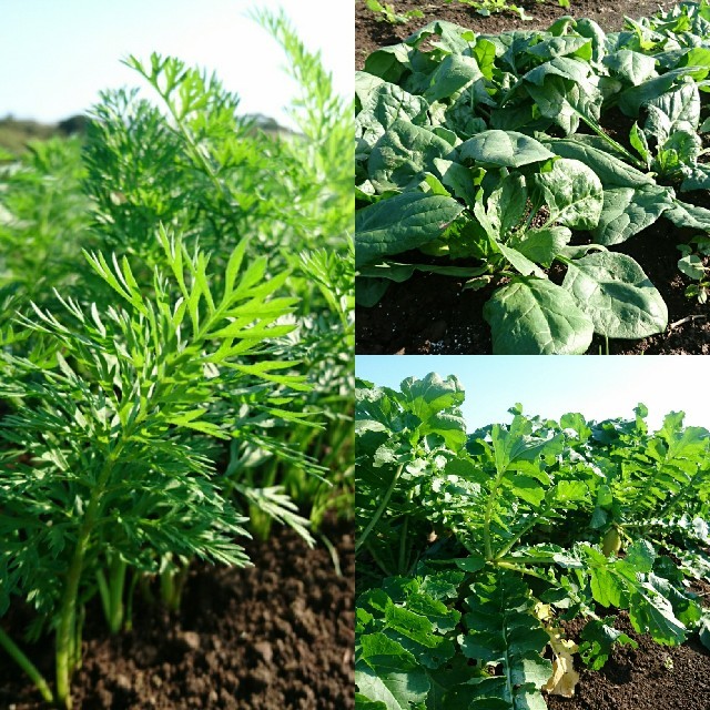 無農薬❗新鮮野菜セット(コンパクトbox) 長崎県五島列島産 食品/飲料/酒の食品(野菜)の商品写真