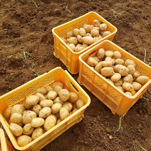 【値下げ実行中】【2019年 徳之島産新じゃが 春一番】産地直送🥔🍠！ 食品/飲料/酒の食品(野菜)の商品写真