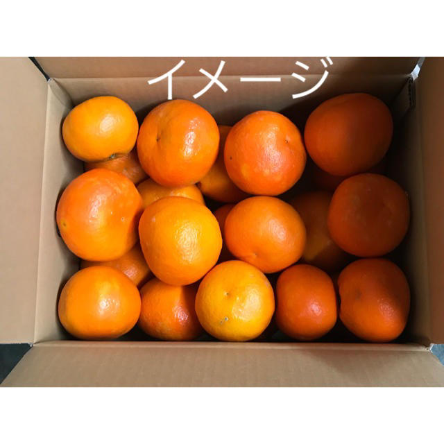 いよかん  5キロ 食品/飲料/酒の食品(フルーツ)の商品写真