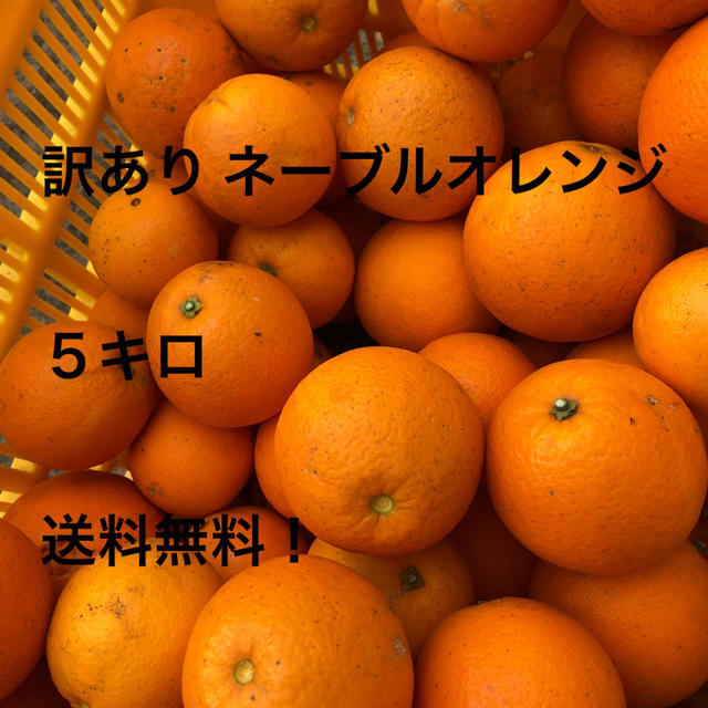ネーブルオレンジ 5キロ 家庭用 食品/飲料/酒の食品(フルーツ)の商品写真
