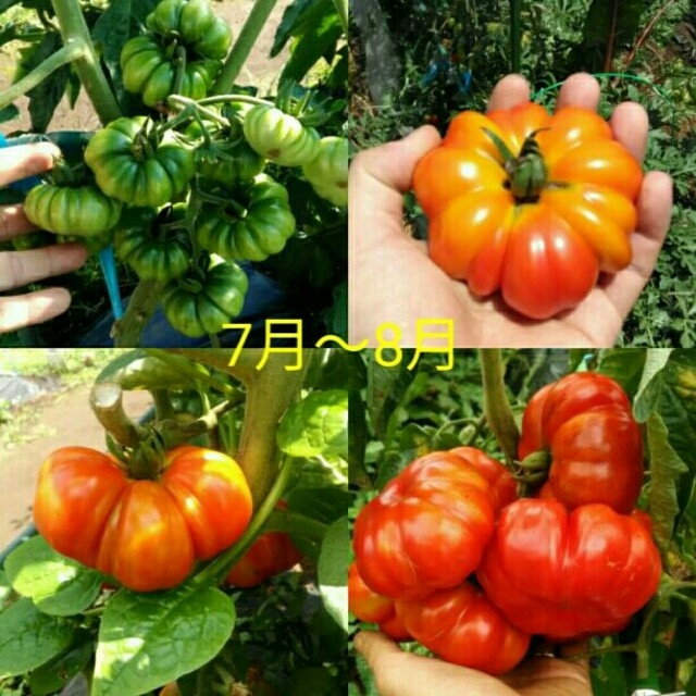 イタリア野菜の種 珍しい形のトマト種子20粒 フィオレンティーノ 食品/飲料/酒の食品(野菜)の商品写真