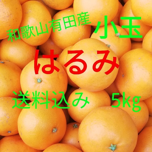 はるみ🍊小玉🍊キズあり家庭用🍊5㎏🍊送料込み 食品/飲料/酒の食品(フルーツ)の商品写真