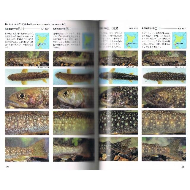  イワナの顔　日本全国58河川、ネイティブの岩魚92態「探査釣行」 エンタメ/ホビーの本(趣味/スポーツ/実用)の商品写真