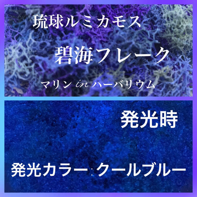 オリーブ様専用 ルナの海✴︎琉球ルミカモス碧海フレーク  蓄光 フィンランドモス ハンドメイドのフラワー/ガーデン(プリザーブドフラワー)の商品写真