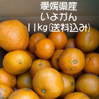 伊予柑11㌔ キズあり 大中小あり 愛媛県産 ご家庭用 11kg(フルーツ)