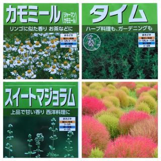 種セット 🌱 春蒔きハーブ(カモミール、タイム、スイートマジョラム)+コキア(その他)