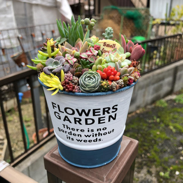 多肉植物♥可愛いでしょ☺️ ハンドメイドのフラワー/ガーデン(その他)の商品写真