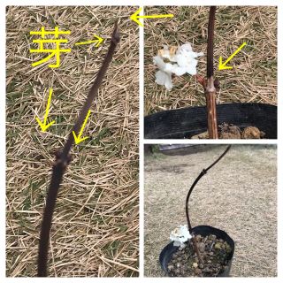 ビバーナム スノーボール 挿し木苗 の通販 by 桃|ラクマ