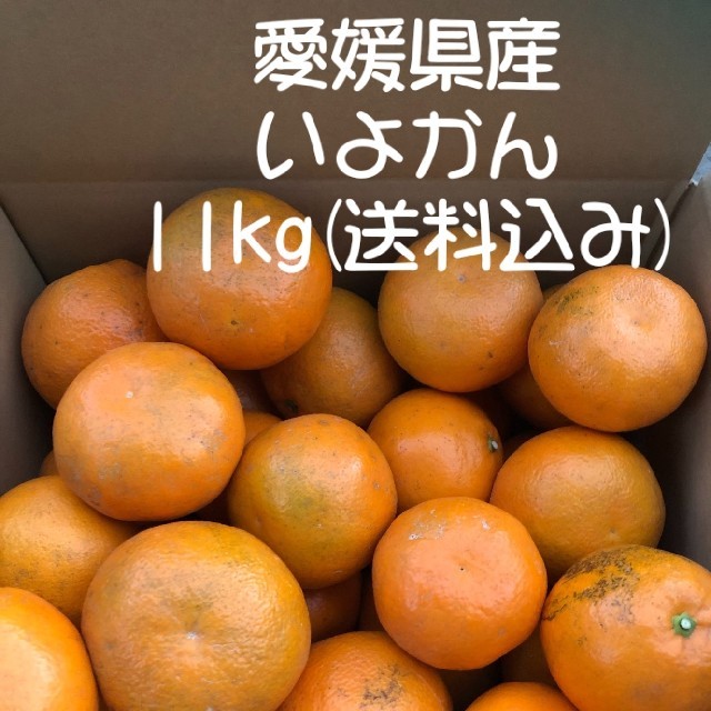 伊予柑11㌔ キズあり 大中小あり 愛媛県産 ご家庭用 11kg 食品/飲料/酒の食品(フルーツ)の商品写真