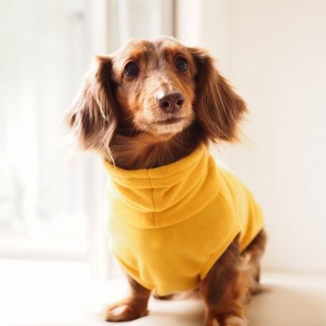 とと様専用ページ その他のペット用品(犬)の商品写真