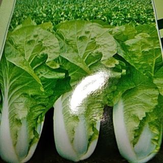 成長が速い白菜　　30粒(野菜)