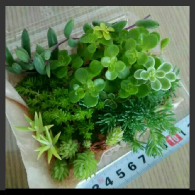 多肉植物 寄せ植えに グラウンドカバー カット苗  ハンドメイドのフラワー/ガーデン(その他)の商品写真