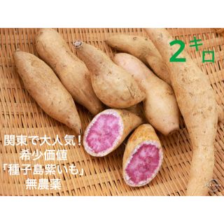 種子島紫いも(野菜)