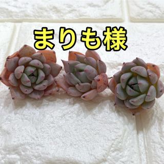 まりも様専用 多肉植物(その他)