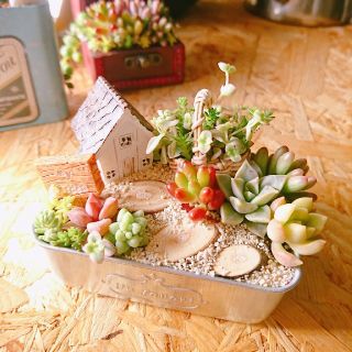  多肉植物 寄せ植え 箱庭(その他)