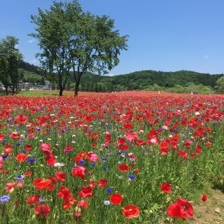 エルフ(elf)のエルフ カブキブラシ(その他)