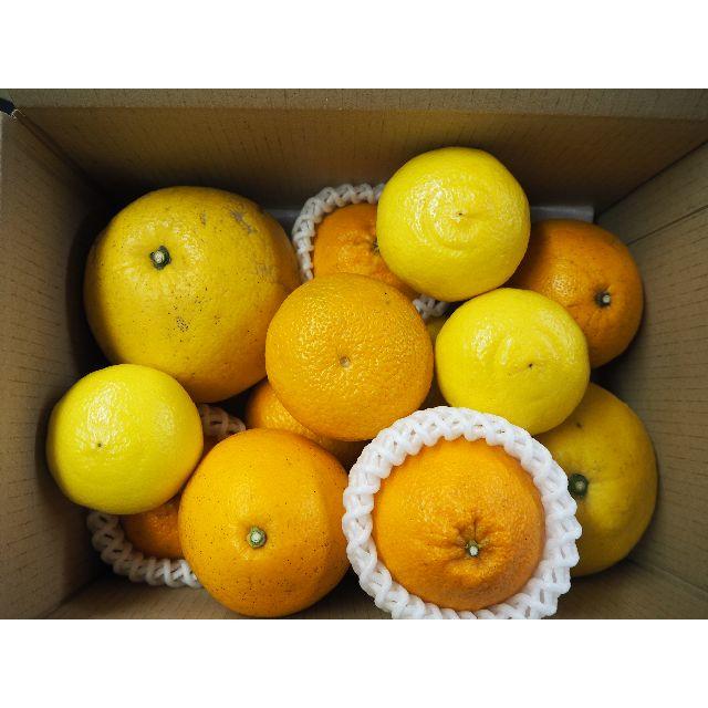 熊本県産　柑橘MIX　デコポン・パール柑・スイートスプリング・はるか他　送料込み 食品/飲料/酒の食品(フルーツ)の商品写真