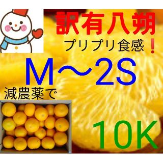 ④木成り八朔❤️訳有M ～2S10㌔❤️食べ頃サイズ(フルーツ)