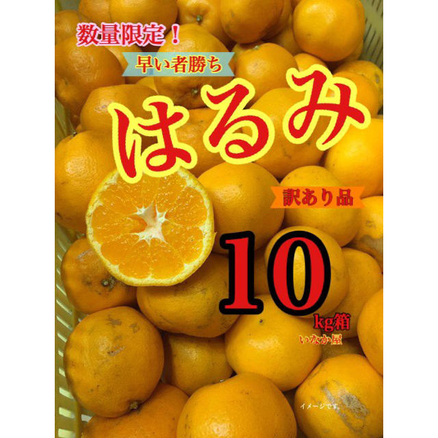 はるみ 訳あり品 数量限定！ この価格！ 食品/飲料/酒の食品(フルーツ)の商品写真