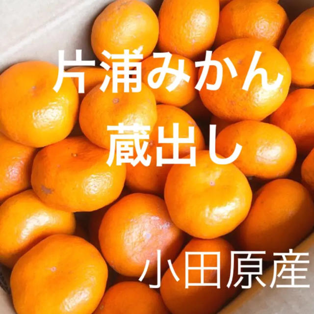 片浦みかん 蔵出し 小田原産  5㎏ 産地直送   送料込み 食品/飲料/酒の食品(フルーツ)の商品写真