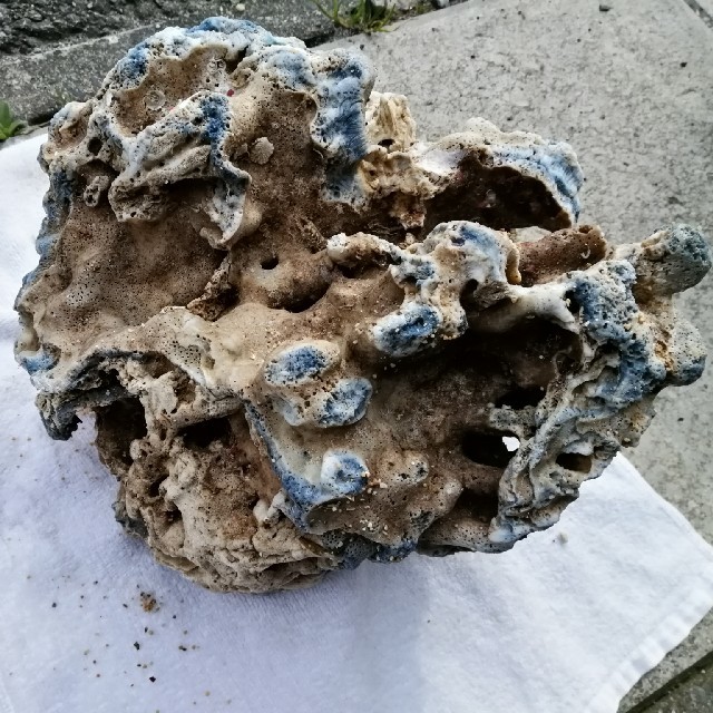 大型青珊瑚　超希少　アクアリウム　オマケ付き