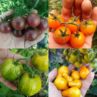 2月～5月蒔き　イタリア野菜の種子など。カラフルなトマトの種　4種類10粒ずつ(野菜)