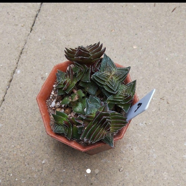 【5%OFF】 多肉植物 茜塔 その他 【5%OFF】 多肉植物 茜塔 その他